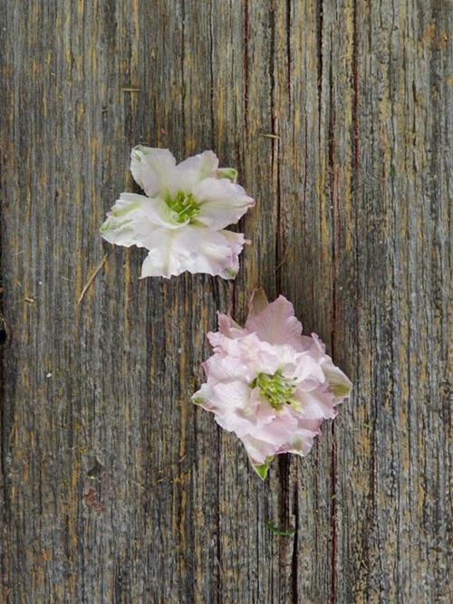 LIGHT PINK LARKSOPUR